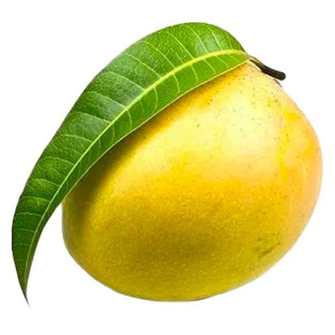 Buy Fresho Mango Himsagar Kg Online At The Best Price Of Rs