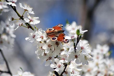 Peacock Kelebek Çiçekler Beyaz Pixabay de ücretsiz fotoğraf Pixabay