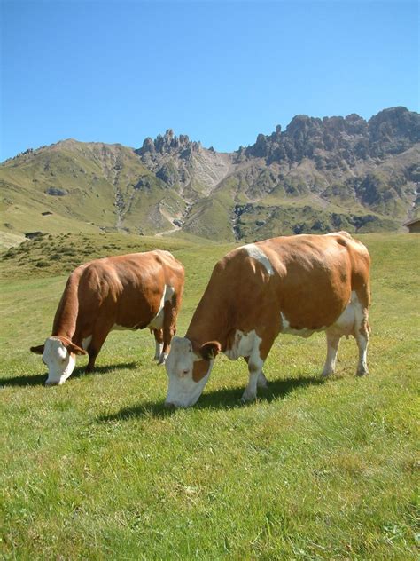 Genetica Pezzata Rossa Italiana Cos La Selezione Terra E Vita