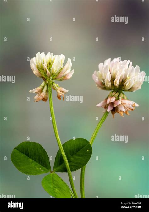 Trébol blanco trifolium repens fotografías e imágenes de alta