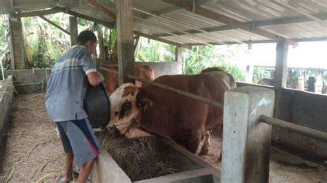 Sapi Jumbo 1 1 Ton Milik Sodikun Warga Gunungpati Semarang Dibanderol