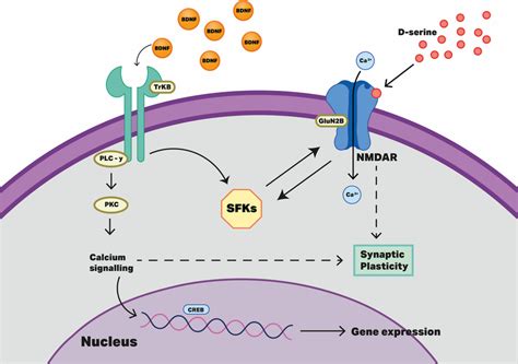 Cellular mechanisms proposed to be involved in contextual fear memory ...