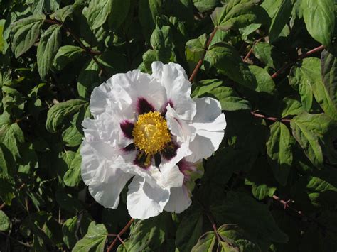 Seed Grown Tree Peony 2024 029 Cricket Hill Garden