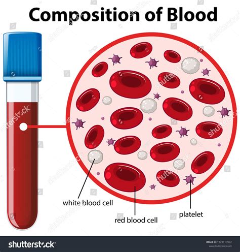 Blood plasma and cells – Artofit