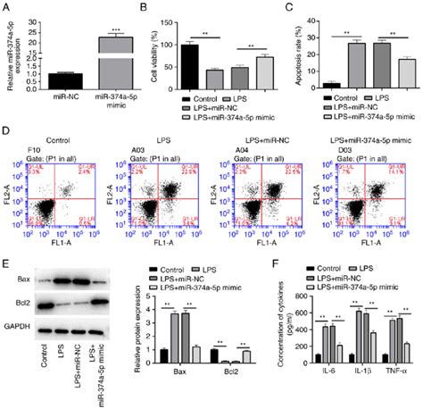 Overexpression Of MiR 374a 5p Alleviates LPS Induced Apoptosis And