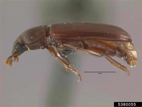 Confused Flour Beetle Tribolium Confusum