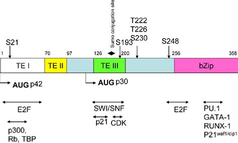 Sumoylation And The Function Of CCAAT Enhancer Binding Protein Alpha C