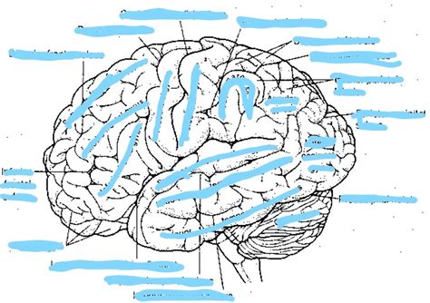 Neuroanatomy Ii Diagram Quizlet