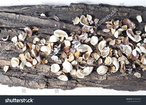 Potpourri Stock Photo Shutterstock