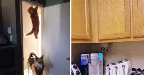 Hilariously Cute Cats Whove Conquered The Internet Defused