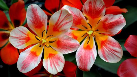 Red Yellow White Flowers HD Flowers Wallpapers | HD Wallpapers | ID #92557