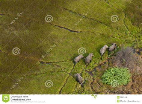 Elephants in the Okavango Delta Stock Image - Image of grass, country ...