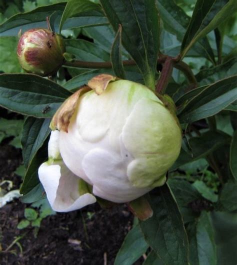 'Klehm's Pink Unknown' - Svenska Pionsällskapet