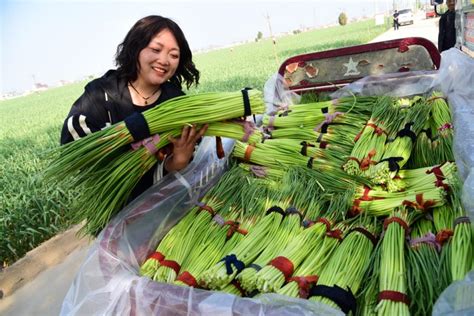 河南杞县五里河镇：早熟蒜薹喜丰收 农民脸上笑开颜 中国日报网