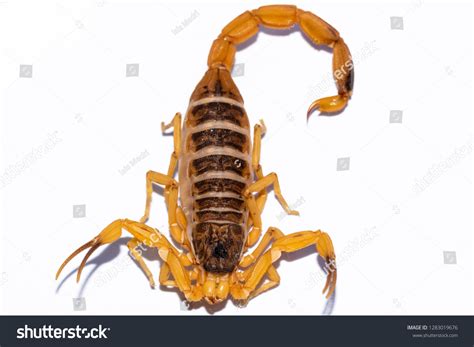 Tityus Serrulatus Most Venomous Scorpion Brazil Stock Photo 1283019676 ...