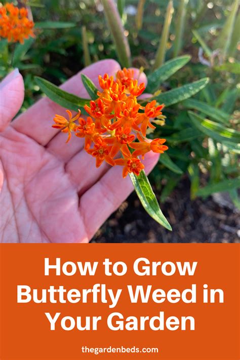 How To Grow Butterfly Weed In Your Garden Garden Beds