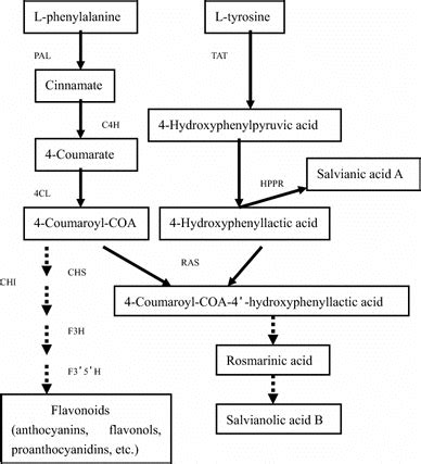 Schematic Overview Of The Phenolic Biosynthesis Pathway In S