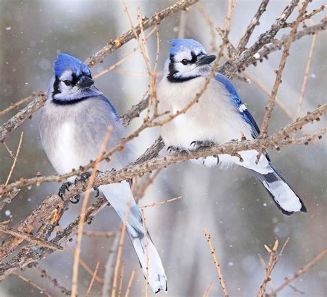 Are You Seeing Fewer Birds This Winter North Bay News