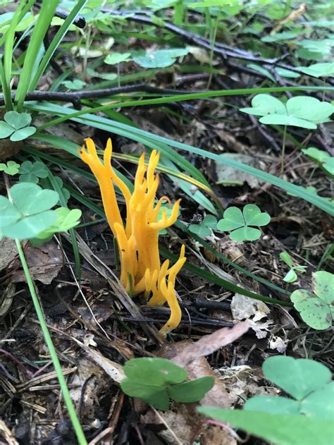 Calocera Viscosa