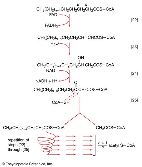 Coenzyme A Synthesis