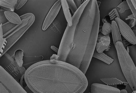 What are Diatoms? - Diatoms of North America