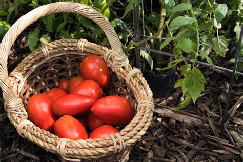 20 Determinate Tomato Varieties To Grow In Your Garden