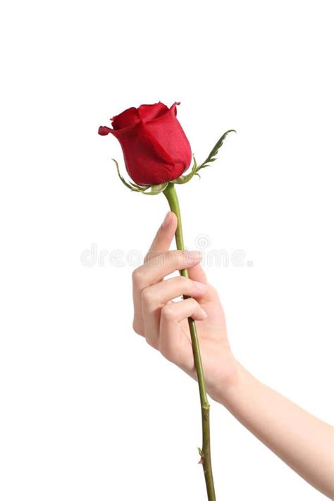 Beautiful Woman Hand Holding A Red Rose And Showing Her Manicure On A