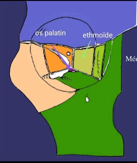 Ethmoide Os Palatin Ue T Te Et Cou Tutorat Associatif Toulousain