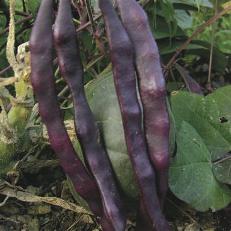 Haricot Mangetout Rames Plat Cosses Violettes Association Kokopelli