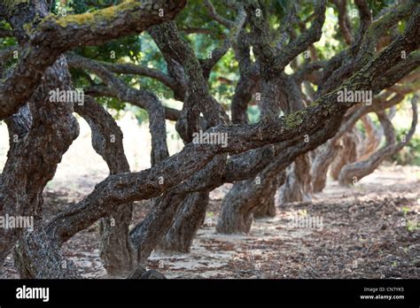 Greece Chios Island Southern Chios Is The Only Place In The World