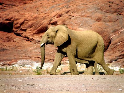 Kostenlose Foto Sand Wüste Abenteuer Stein Verwüsten Tierwelt