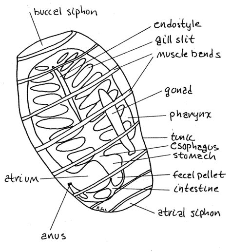 Urochordata Anatomy