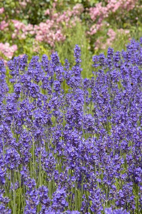 Lavender Flowers stock photo. Image of color, medicine - 30498930