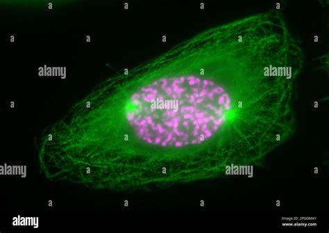 Mitosis Light Micrograph Stock Photo Alamy