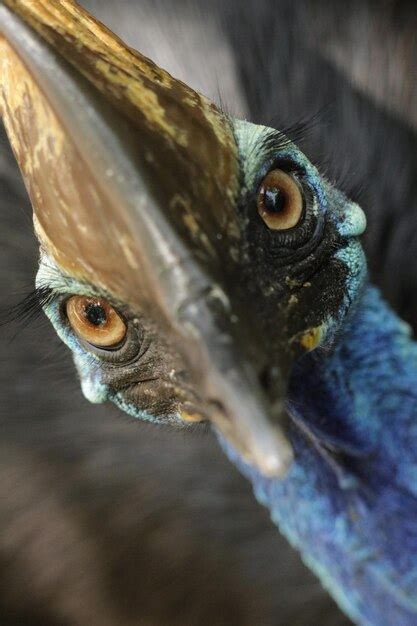 Premium Photo Close Up Of Southern Cassowary