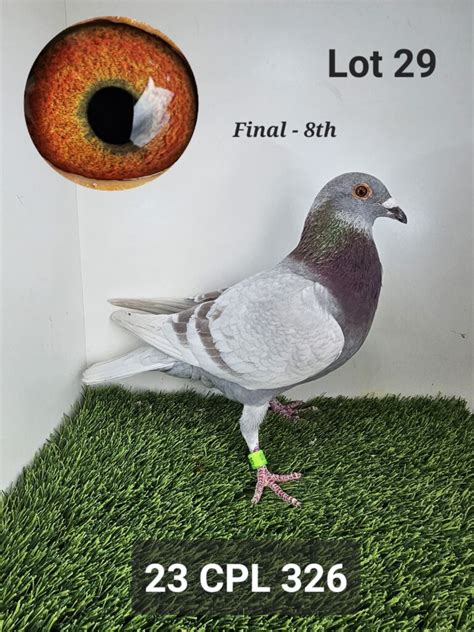 LOT ZA CPL C ENTERED BY HOT ROD RACING TH FINAL RACE STUDY THE PEDIGREE