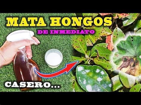 Fungicidas Para Combatir Hongos En Las Plantas Nucleo Jardin