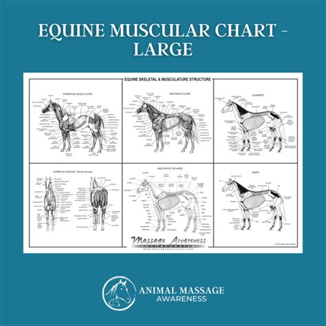 Equine Muscle Chart - Large - Animal Massage Awareness