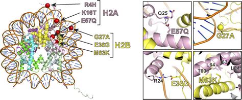 Structural analysis of histone mutations. (Left) Identified mutations ...