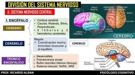 SOLUTION Tema 6 Bases Biol Gicas De La Conducta Ii Studypool