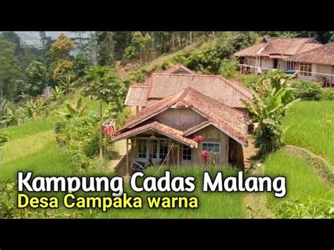 Suasana Pedesaan Kampung Cadas Malang Campaka Mulya Cianjur Selatan