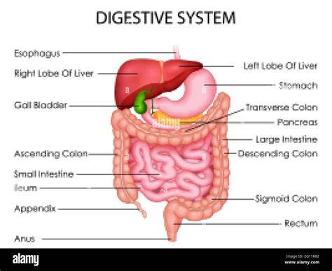 digestive system drawing high resolution stock photography  images