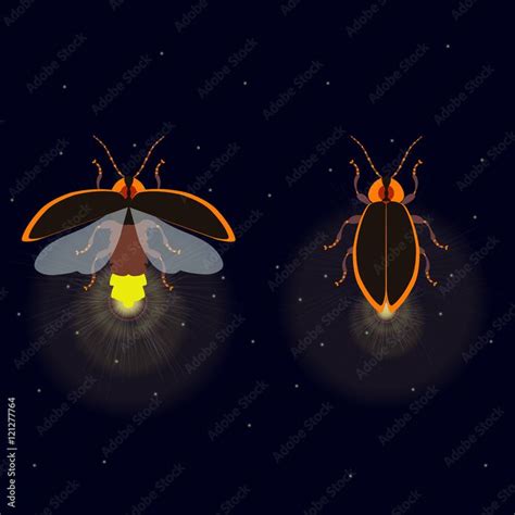 Firefly Bug With Open And Closed Wings On Dark Background Bug Glowworm