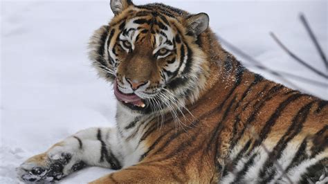 Tiger Is Lying Down On Snow HD Tiger Wallpapers | HD Wallpapers | ID #64215