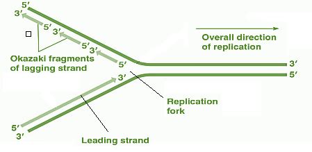 Understanding Okazaki Fragments: Definition, Discovery, Formation, and ...