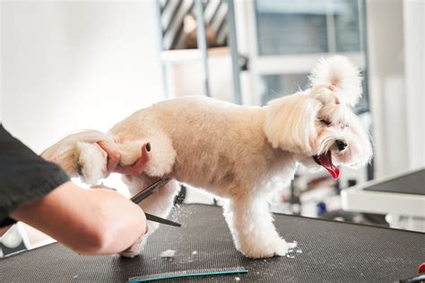 The Maltipoo Puppy Cut Groomers Land