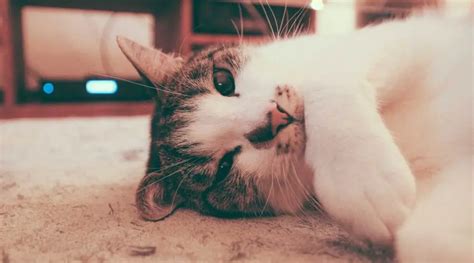 Cat Sneezing: 10 Causes And What To Do - Cute Cat Lover