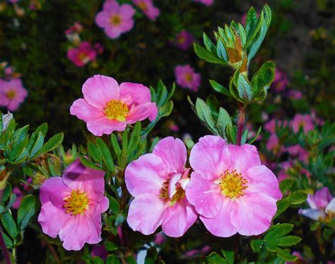 Pink Beauty Potentilla Shrub (1 Gal)- Numerous coral-pink flowers add ...