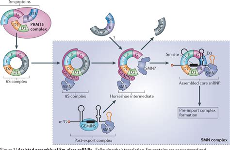 Spliceosomes | Semantic Scholar