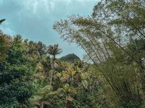 A Day in El Yunque Rainforest: How to Plan the Perfect Visit - Jordan ...